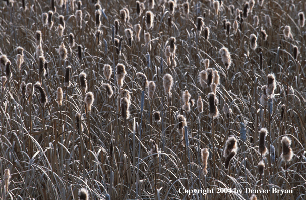 Cattails