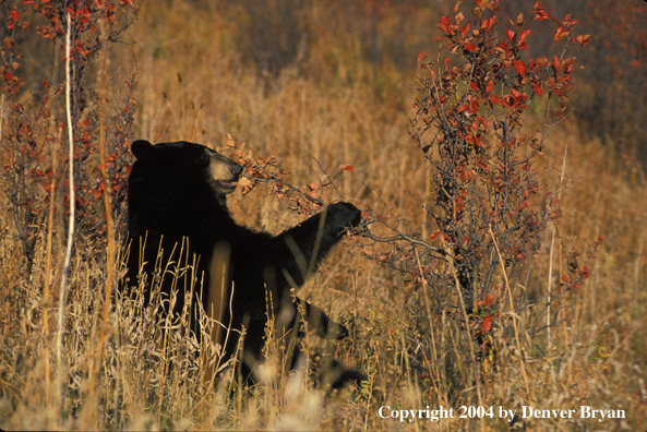 Black Bear eating.