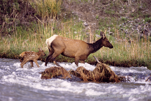 Cow and newborn calf crossing river.