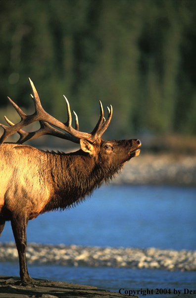 Bull elk bugling.