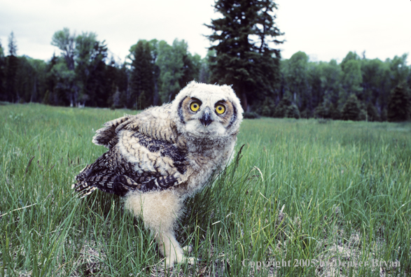 Young great horned owl recently fledged from nest.