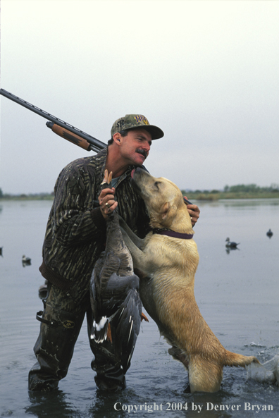 Waterfowl hunter with game and yellow Lab. 