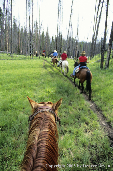 Horseback riders on trail ride.