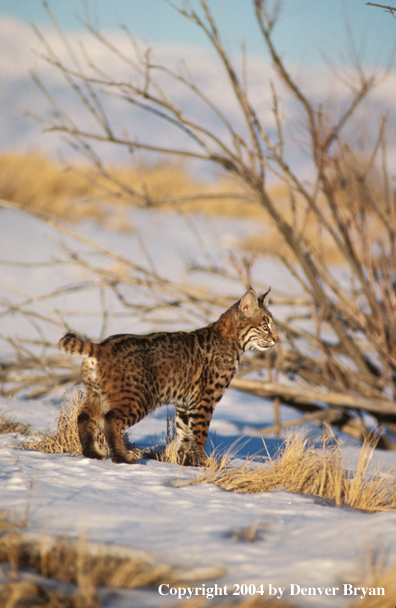 Bobcat in habitat.