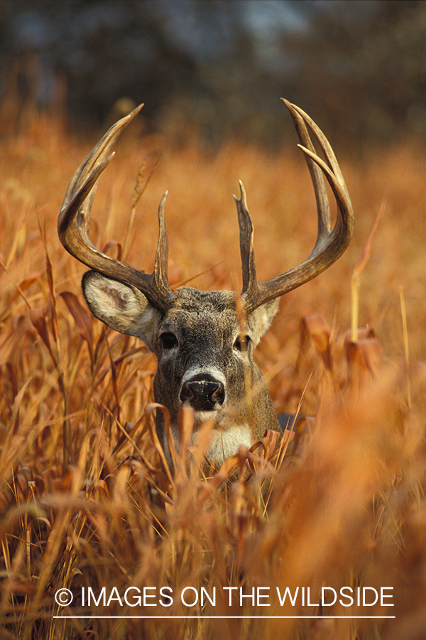 Whitetailed deer bedded down