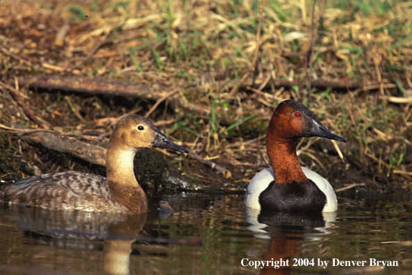 Canvasback drake and hen in water