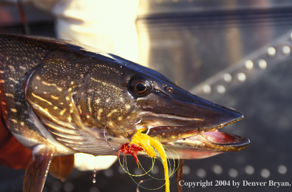 Northern Pike