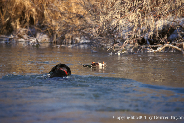 Black Labrador Retriever retrieving mallard