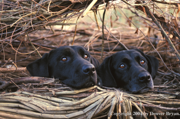 Black Labrador Retrievers in blind 