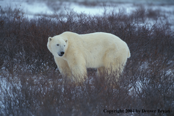 Polar Bear standing in habitat