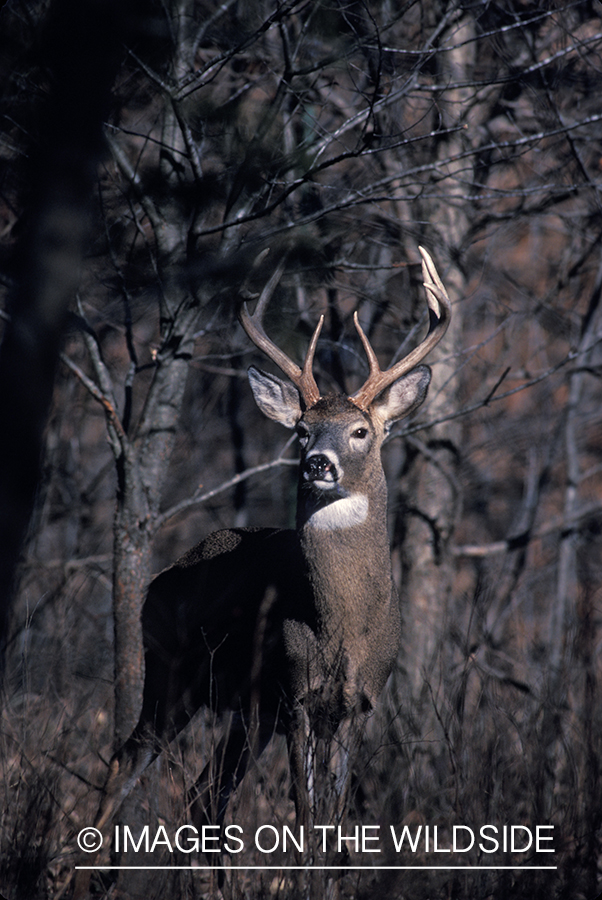 Whitetail deer in habitat.