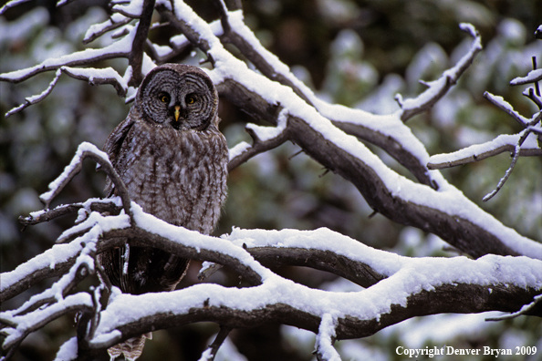 Great Gray owl perched in tree