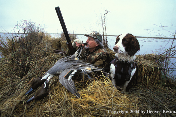 Waterfowl hunter with Springer Spaniel and bagged ducks. 