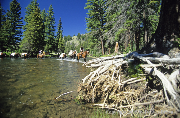 Horsepacking across mountain creek.