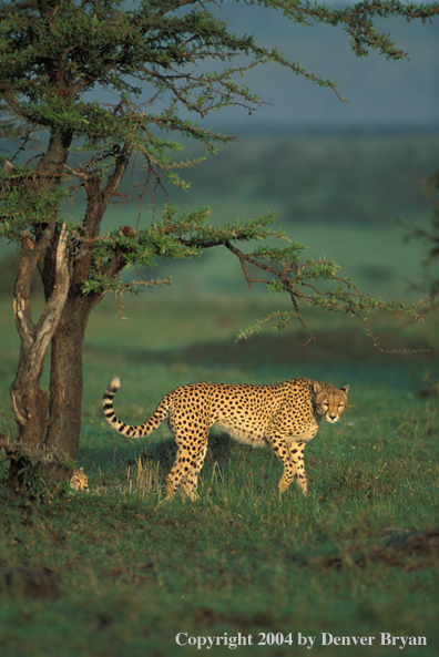 Cheetah hunting in field.  Kenya, Africa.