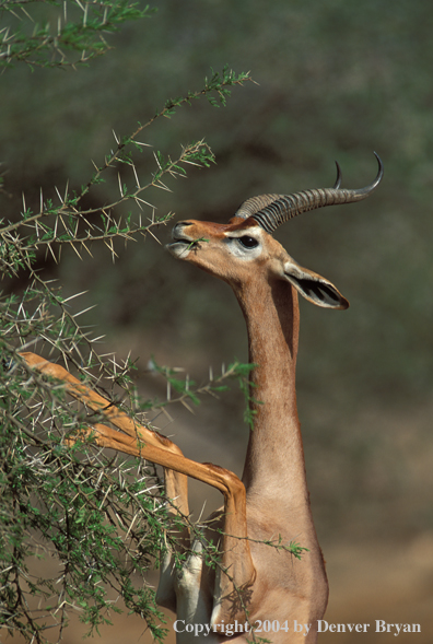 Male gerenuk feeding from acadia tree.  Kenya, Africa.