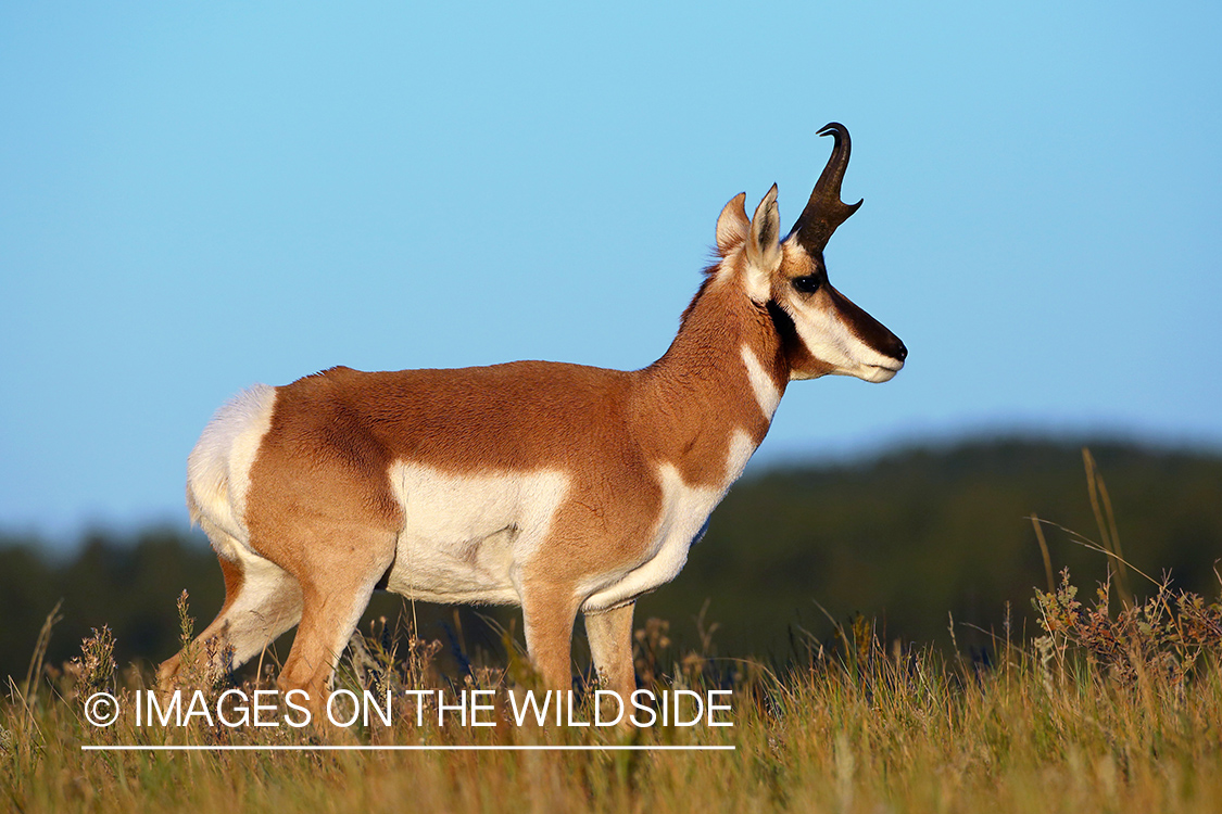 Pronghorn Antelope in habitat. 