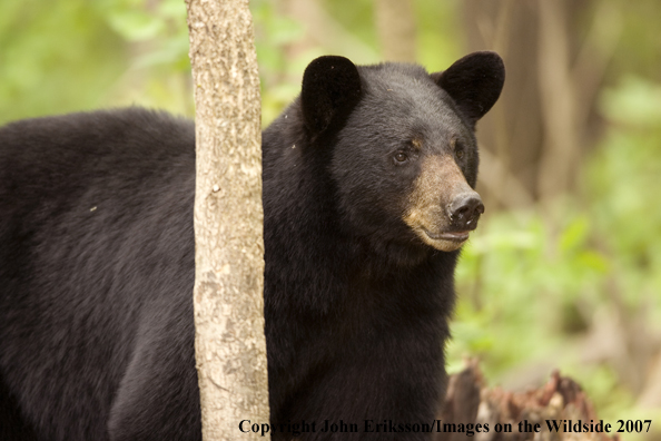 Black bear in habitat