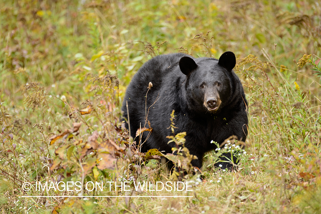 Black bear in habitat. 