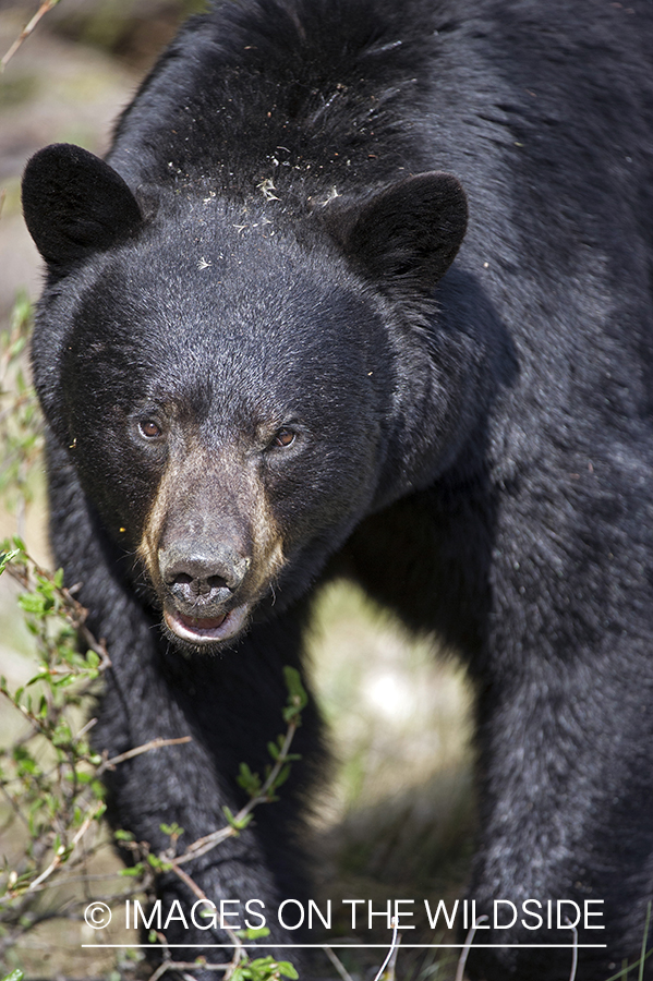 Black bear in habitat.