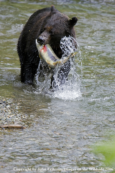 Brown bear in river with salmon.