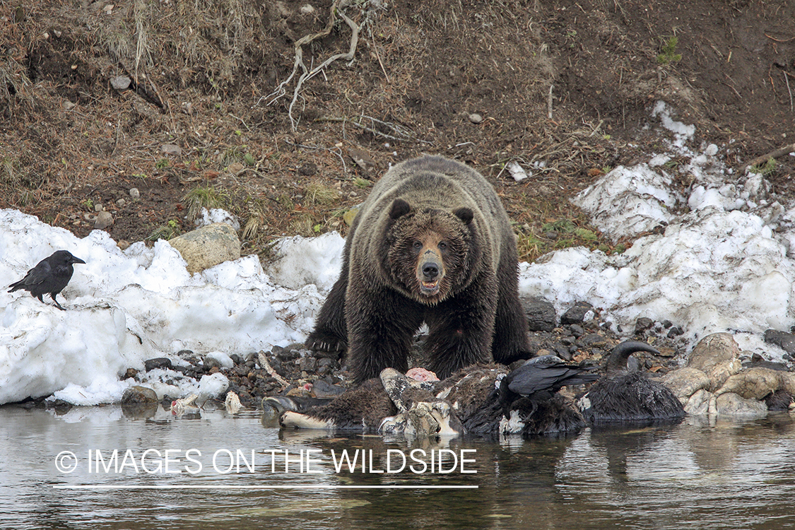 Grizzly Bear on bison carcass. 