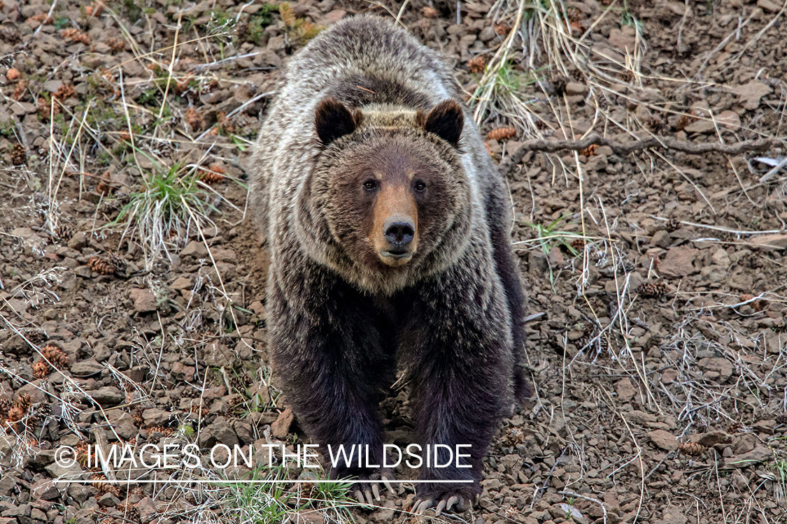 Grizzly in habitat.