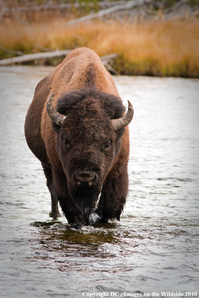 Bison in Yellowstone National Park. 