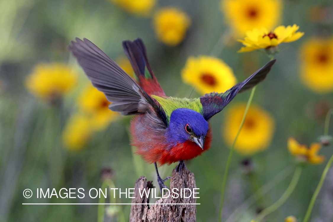 Painted Bunting in habitat.