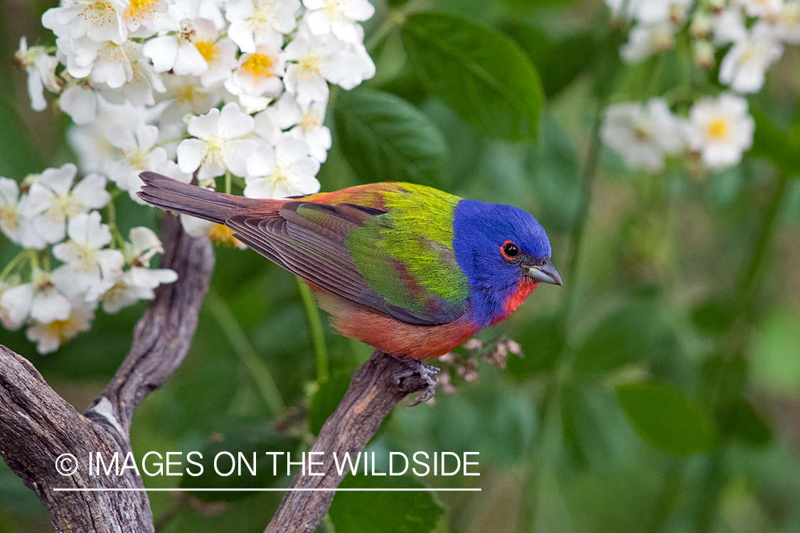 Painted Bunting on branch.