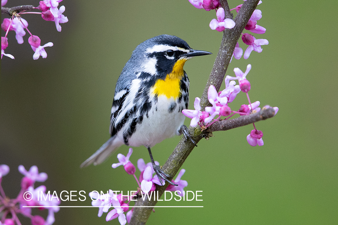 Yellow throated warbler on branch.