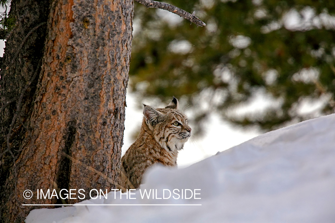 Bobcat in habitat.