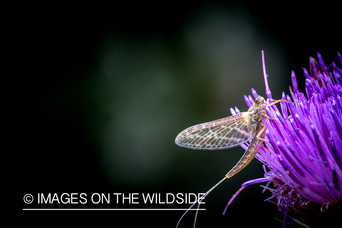 Mayfly on purple flower.