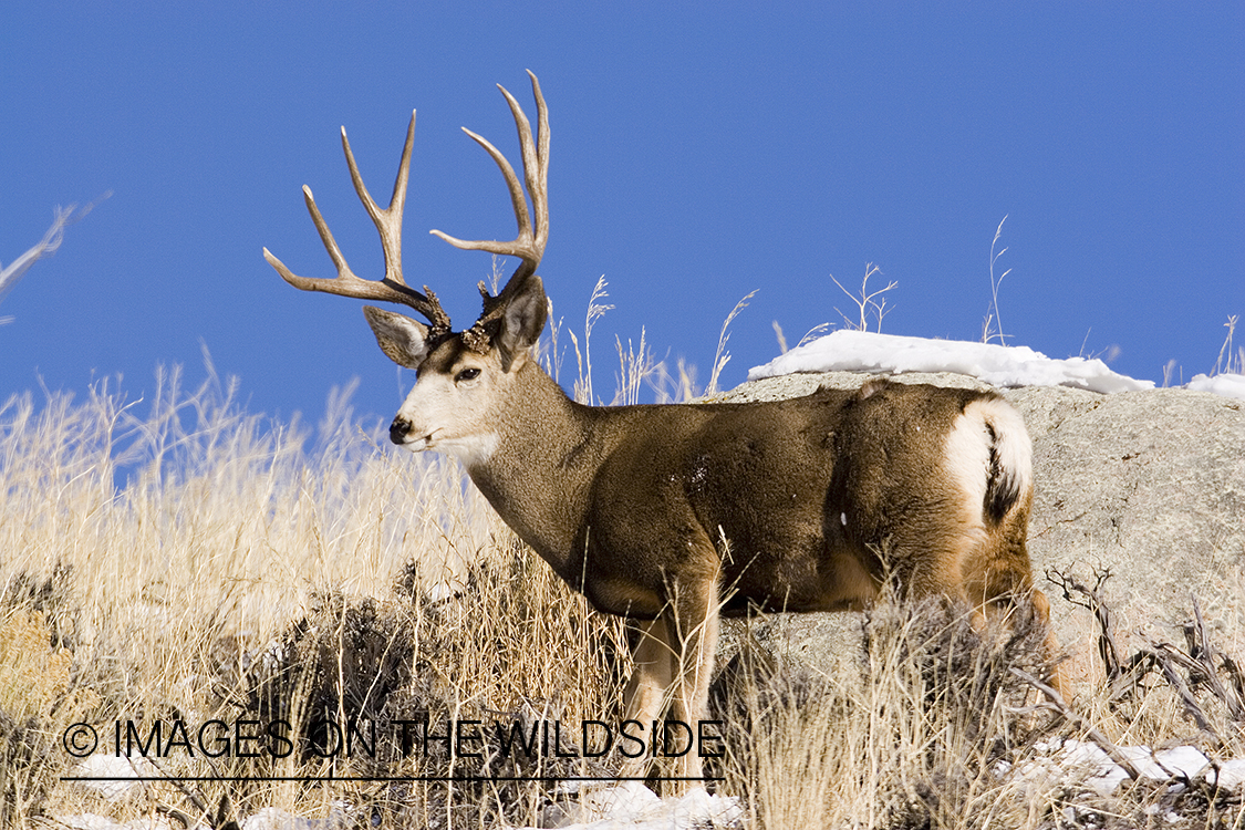 Mule deer in habitat.