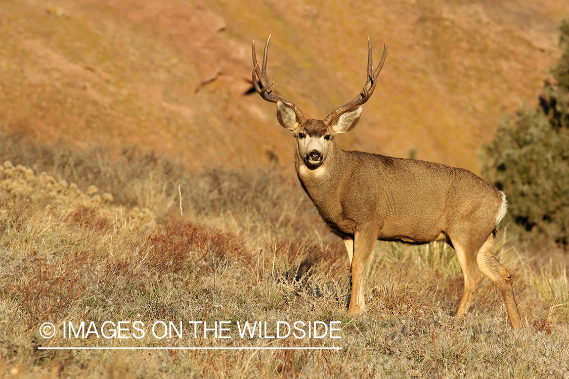 Mule deer buck in habitat. 