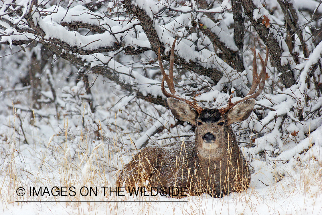 Mule deer buck in habitat. 