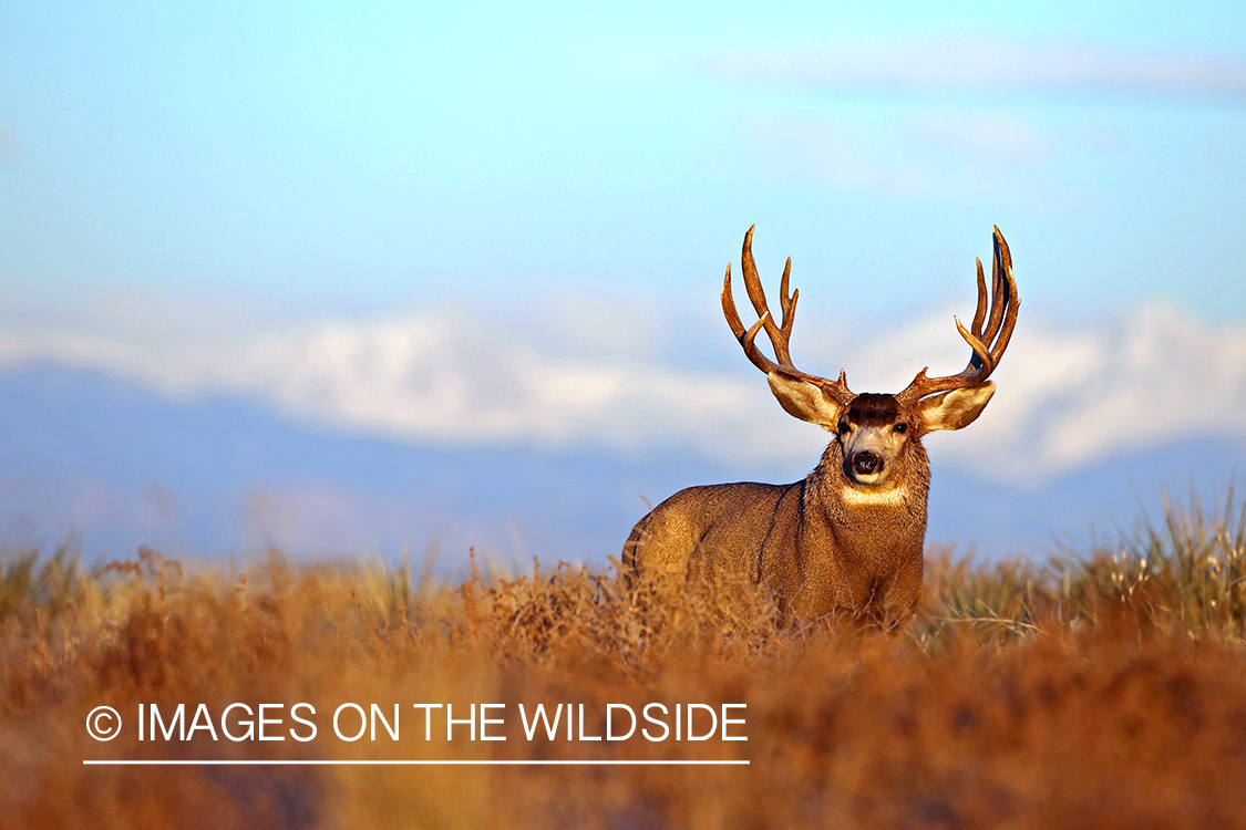 Mule deer buck in habitat.