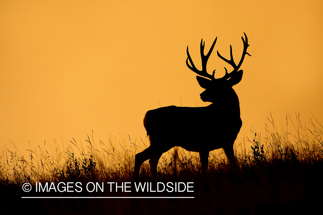 Mule deer buck in habitat. (sihouette)