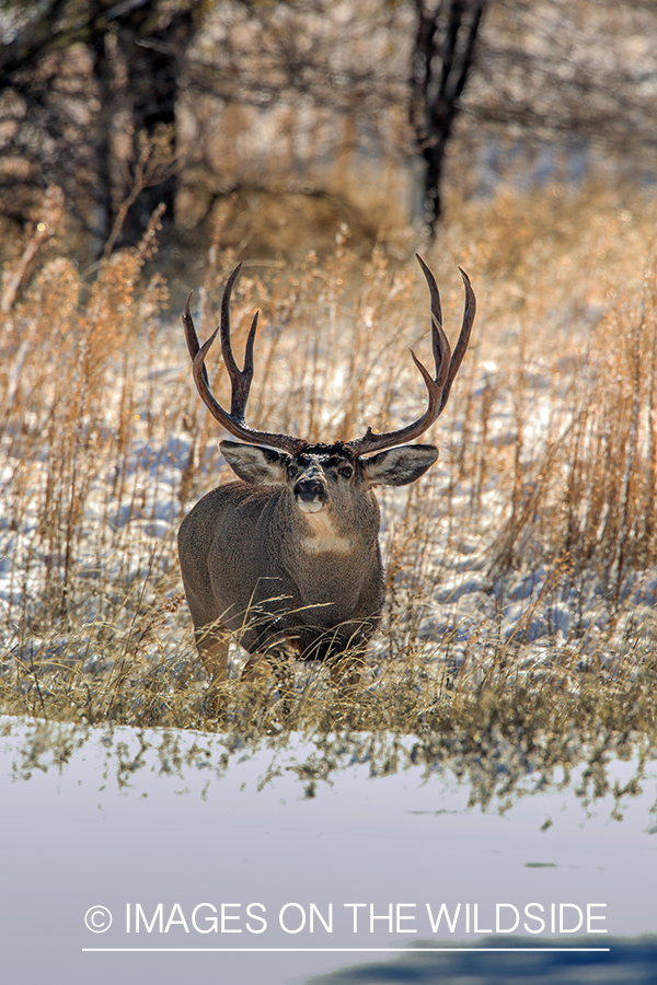 White-tailed buck in field in winter.