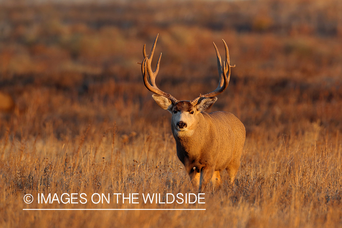 Mule deer buck in rut in field. 