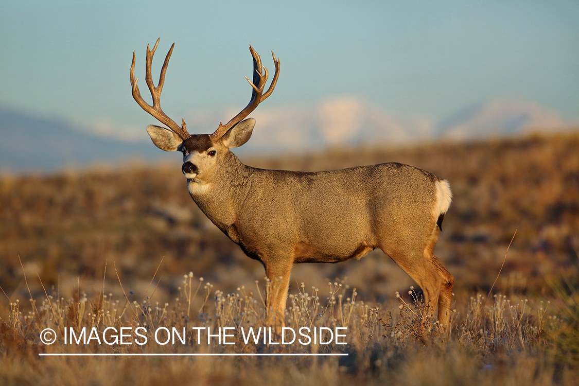 Mule deer buck in field.