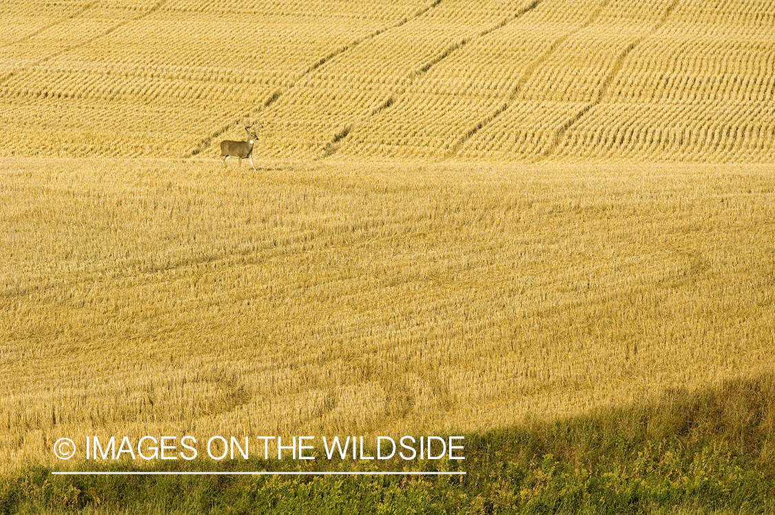 Whitetailed deer in habitat.