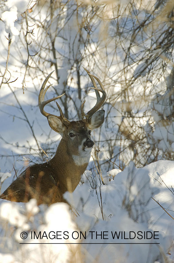 Whitetail Buck