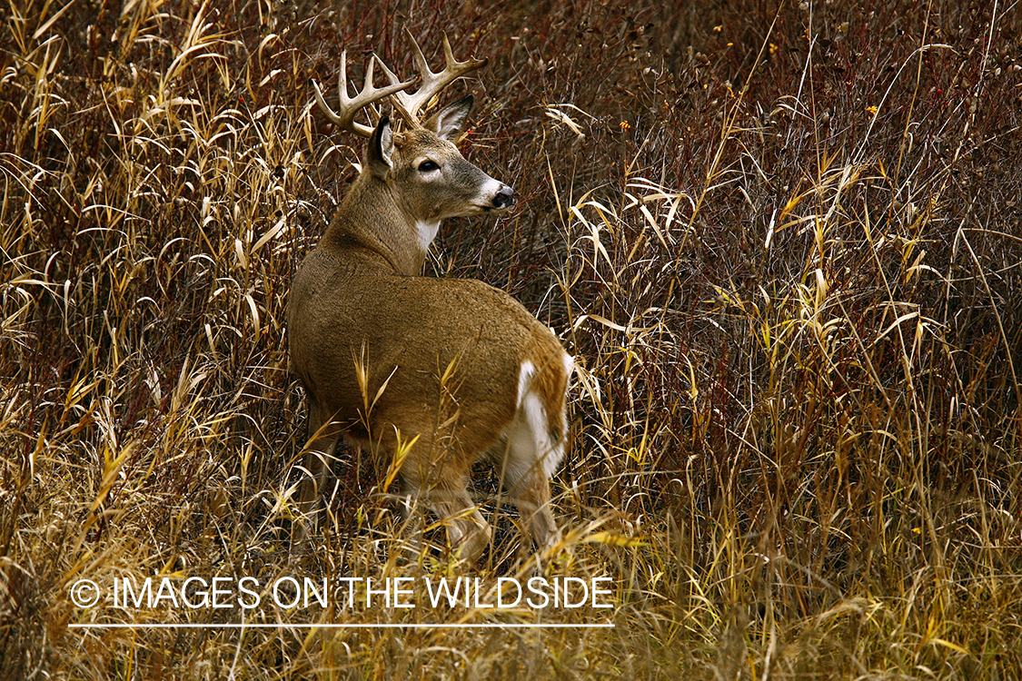 Whitetail Buck