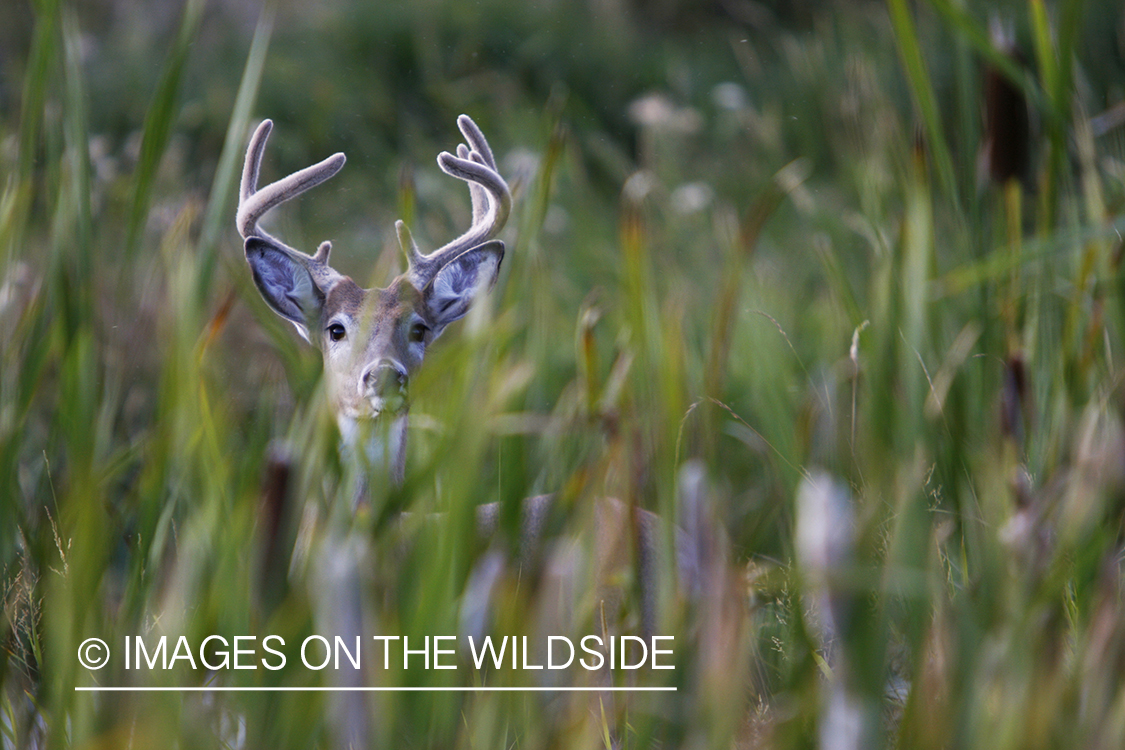 Whitetail Buck in velvet