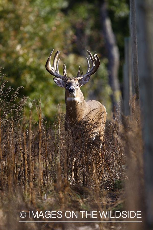 Whitetail buck in habitat