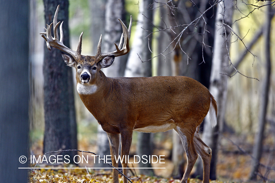 Whitetail buck in habitat