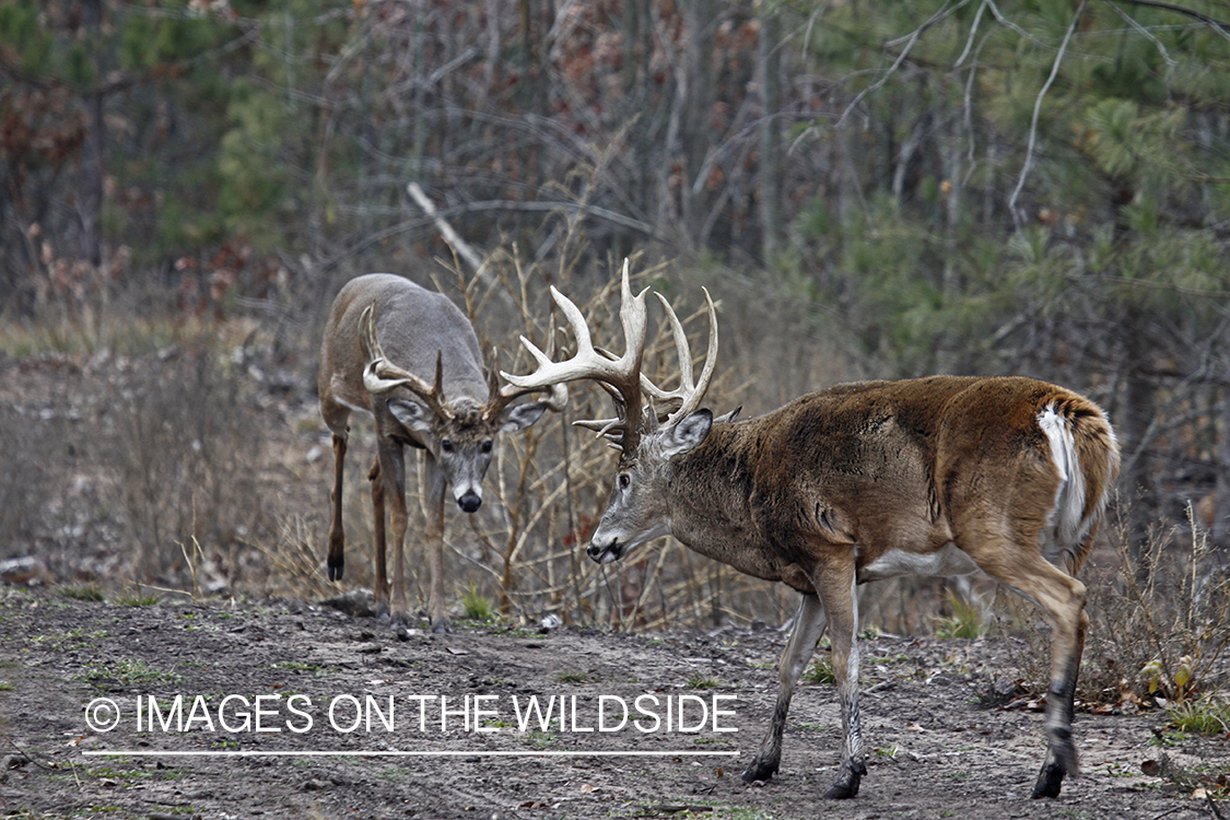 Whitetail bucks in rut.