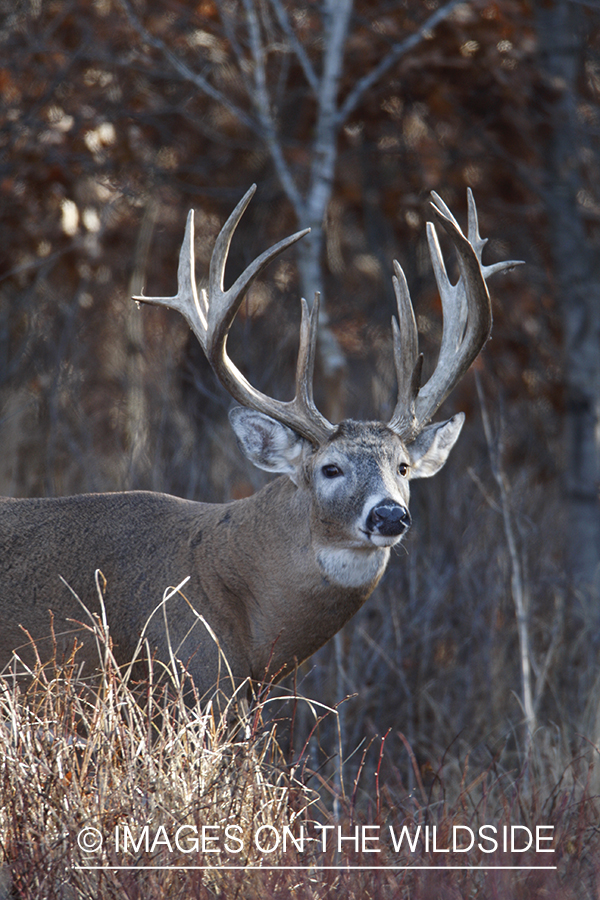 Whitetail buck in habitat.