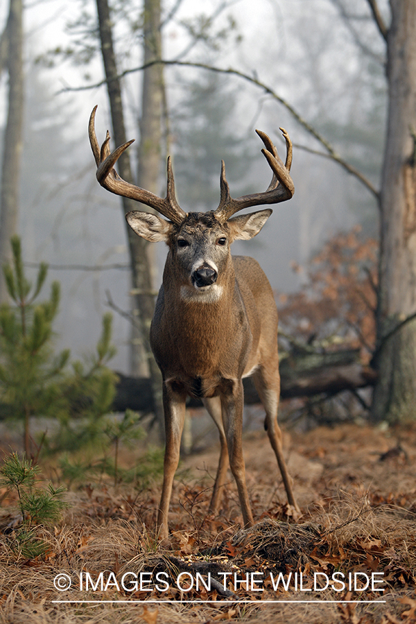 Whitetail buck in habitat.